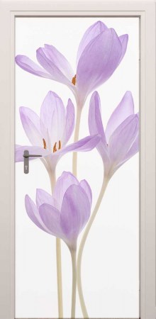 XL deursticker lila krokus 18348045